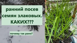 Чем укрыла хвойные. Ранний посев семян злаковых кортадерия, овсяница.
