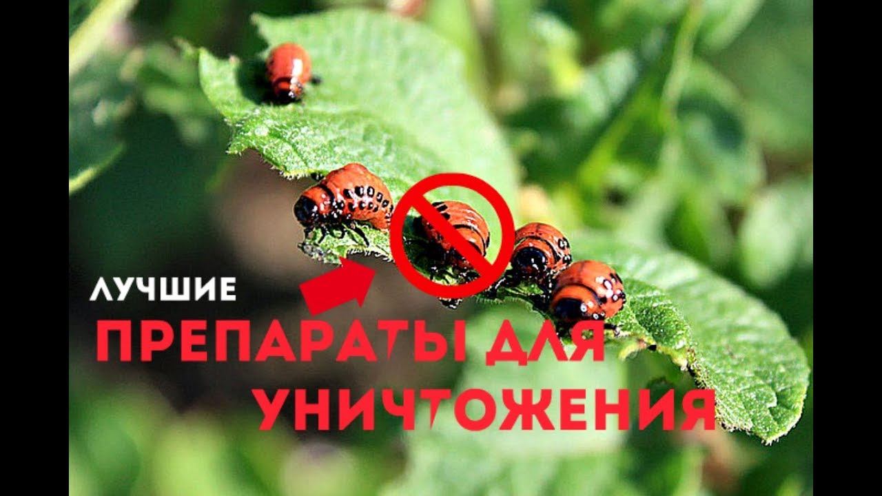 Как уничтожить колорадского жука наверняка? Борьба с колорадским жуком с помощью химии!