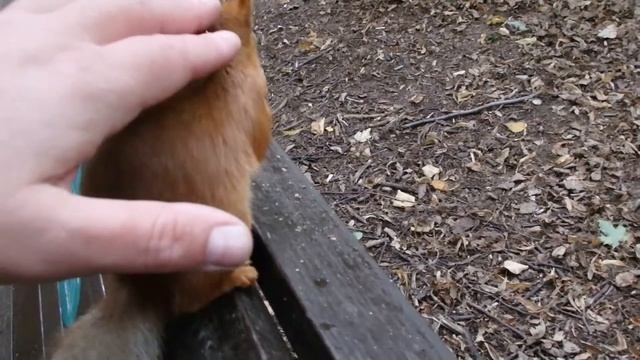 Белка отняла у вороны орех и другие видео смотреть онлайн