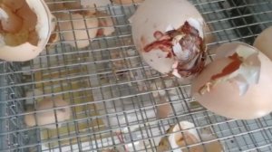 Техасский перепел. Один петушок на два десятка курочек. Каков оплод?