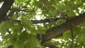 Что делать если нашли птенца скворца?