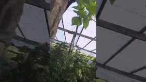 Сорт малины Вайолет первая неделя августа 2023 год Краснодарский край