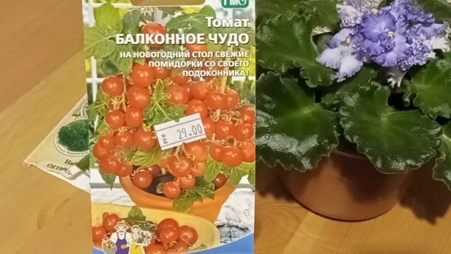 Обзор сортов горшечных томатов и перцев  на 2023 год. ХИТЫ сезона.