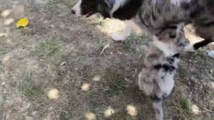 Щенков пора отучать от материнского молока