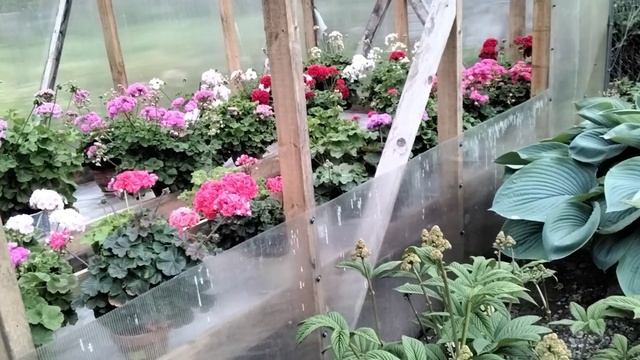 #422.Вечерняя прогулка по моему саду и пеларгониевой оранжерее! смотреть онлайн