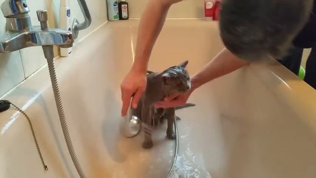 WESPA666 - Как мыть кота. Британский кот моется смотреть онлайн