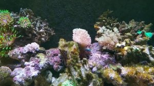 Морской аквариум 100 литров