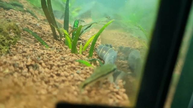 Top 5 Angelfish tank mates!!! смотреть онлайн