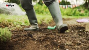 Проволочник Исчезает Навсегда! Вношу Осенью Это Средство!