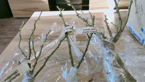 Первая посылка с розами из питомника Розомания.