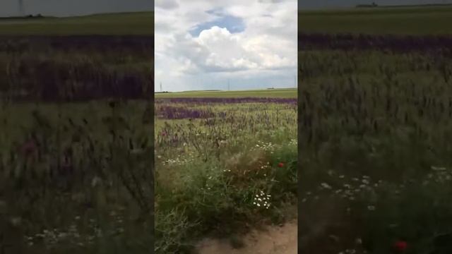 Мы сами красками рисуем нашу жизнь… смотреть онлайн