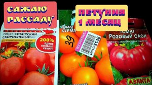 Посадка рассады помидор:сибирский скороспелый,хурма,розовый слон/Рассада петуний через месяц 28.02