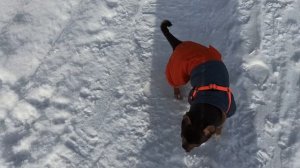 Стоять! Рядом большие собаки. Чихуахуа Макар на прогулке в лесу