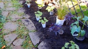 ХОСТЫ И ЗЛАКИ...ДЕЛАЮ НОВУЮ КЛУМБУ..