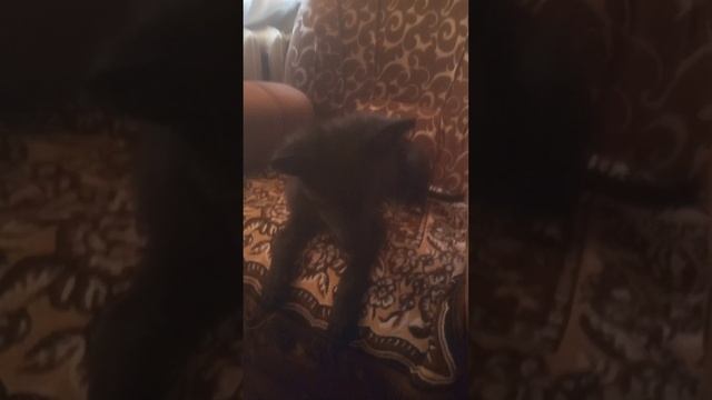 Мои домашние животные)))Съёмки за два часа от неожиданной помощи подарков от валантеров))) смотреть онлайн