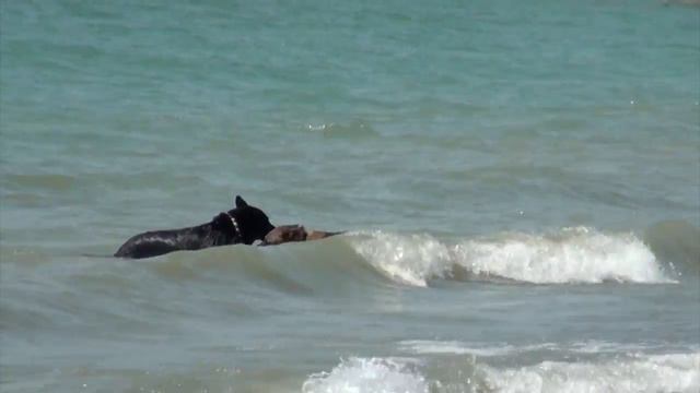 Prince Edward County – собачий рай! #Канада туристическая смотреть онлайн