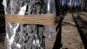 Вторая попытка добыть березовый сок  Почему он оранжевый? Прикол  #типичныйблогер