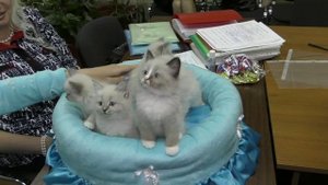 Документы на породистого котенка.