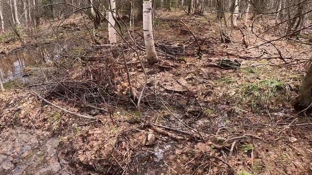 Солонец 2021г. Обновляем солонец и устанавливаем фотоловушку. Красота весенней природы. смотреть онлайн