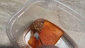 Чем кормить лягушонка Чакской Рогатки? Купила себе нового питомца (Ceratophrys cranwelli).