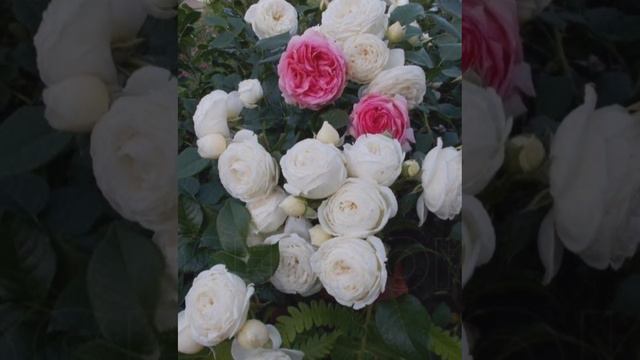 Juliet Rose | Most Beautiful Roses ||