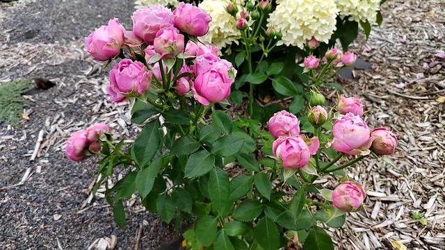 роза Мисти баблз смотреть онлайн