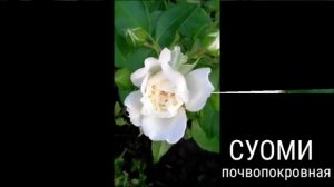 ПОЧВОПОКРОВНАЯ РОЗА.   СУОМИ.