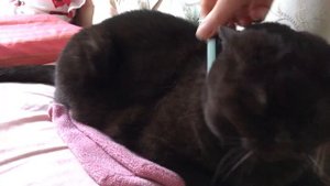Кошка и вибратор cat vibrator