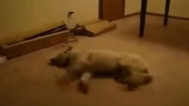 собака бегает во сне смотреть онлайн