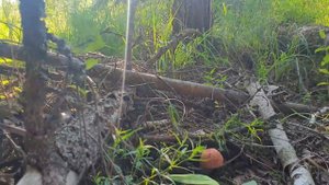 Грибные новости 5 июля ! Собираю ГОРЧАК ! Грибы 2021 !