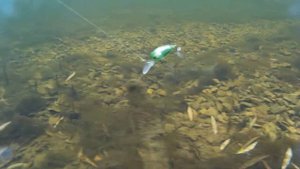 Воблер Smith Camion DR