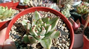 Colección de ensueño SUCULENTAS VARIEGADAS #echeveria #suculentas #variegata