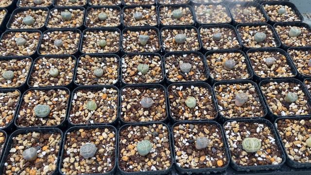 SUB) How to water lithops смотреть онлайн