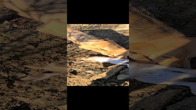 руская гончая первый заяц 7 месяцев смотреть онлайн