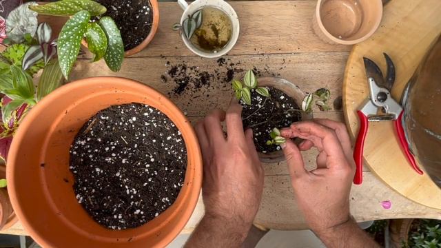 Potting up HOUSEPLANT cuttings in the GREENHOUSE and Pelargonium Australe UPDATE! смотреть онлайн