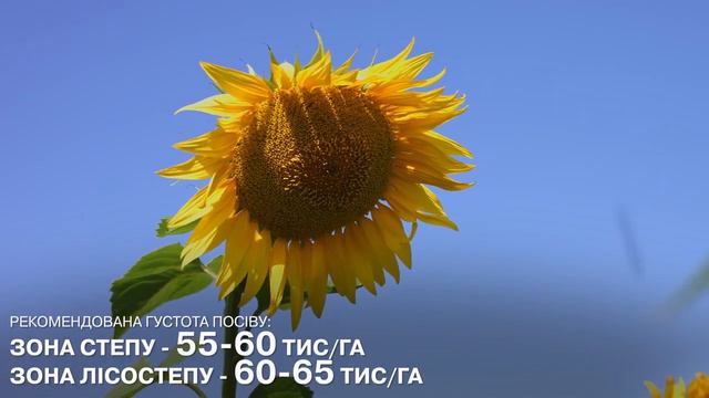 Гибриды подсолнечника Французской селекции в Украине от компании Agrotrade / Agroseeds 0954972942 смотреть онлайн