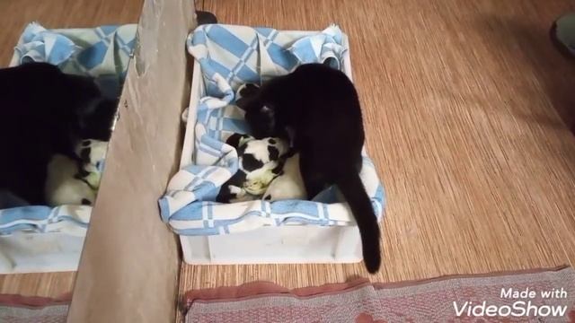 Роды алабая, закладка яиц, любимые козы