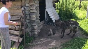 Летний наряд у канадского волка