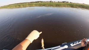 Рыбалка на щуку и судака. Новая Ладога. База Креницы. Обкатка нового мотора.