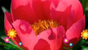 Пион молочноцветковый Пламя (Flame). Краткий обзор, описание характеристик, где купить саженцы