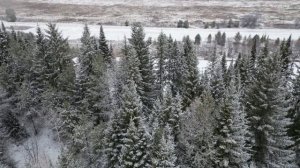 Релакс. Тайга в снегу.  Зимний лес  С Квадрокоптера.
