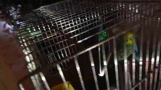 Парное содержание волнистых попугаев.  Или нужно ли попугаю заводить пару