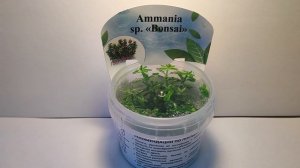 Живое аквариумное растение Амммания Бонсай меристемное