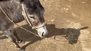 Узбекистан! Как живут Пастухи!