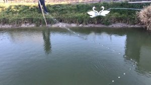 ЛОВЛЯ БРЕДНЕМ КАРПОВ,КАРАСЕЙ,АМУРОВ В СОБСТВЕННОМ ПРУДУ НА ДАЧЕ!КАРАСИ КАРПЫ В ОГОРОДЕ!РЫБАЛКА!