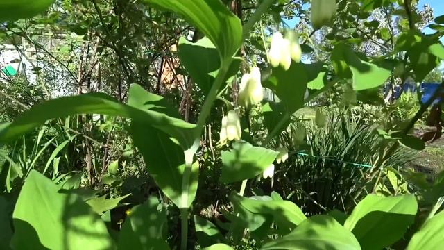 ВЛОГ «Ландыши....» / Куда посадим маму хосту ? / Где Света ? / Моемся шваброй ? 17 мая 2019 г. смотреть онлайн