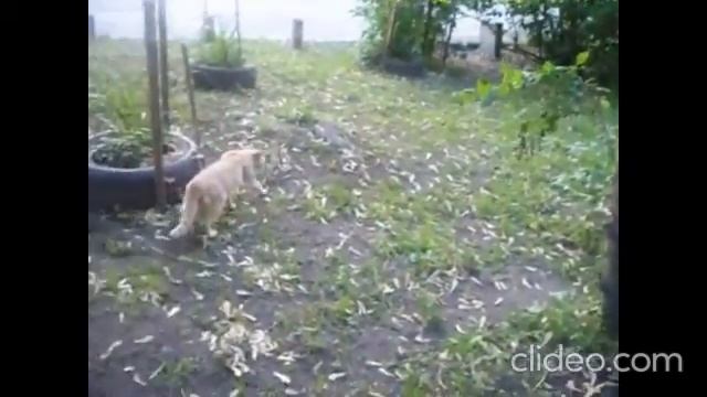 ВЛОГ. Прогулка. Рыжий + кошка и Ко. Поделки. Забрала золото из ломбарда. Что купила в "Сильпо"? смотреть онлайн