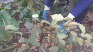 Ежевика| Обрезка| Укрытие на зиму