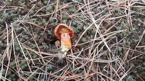Перечный гриб (Маслёнок перечный Suillus piperatus )