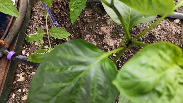 Коронный цветок на перце | УДАЛИТЬ обязательно смотреть онлайн